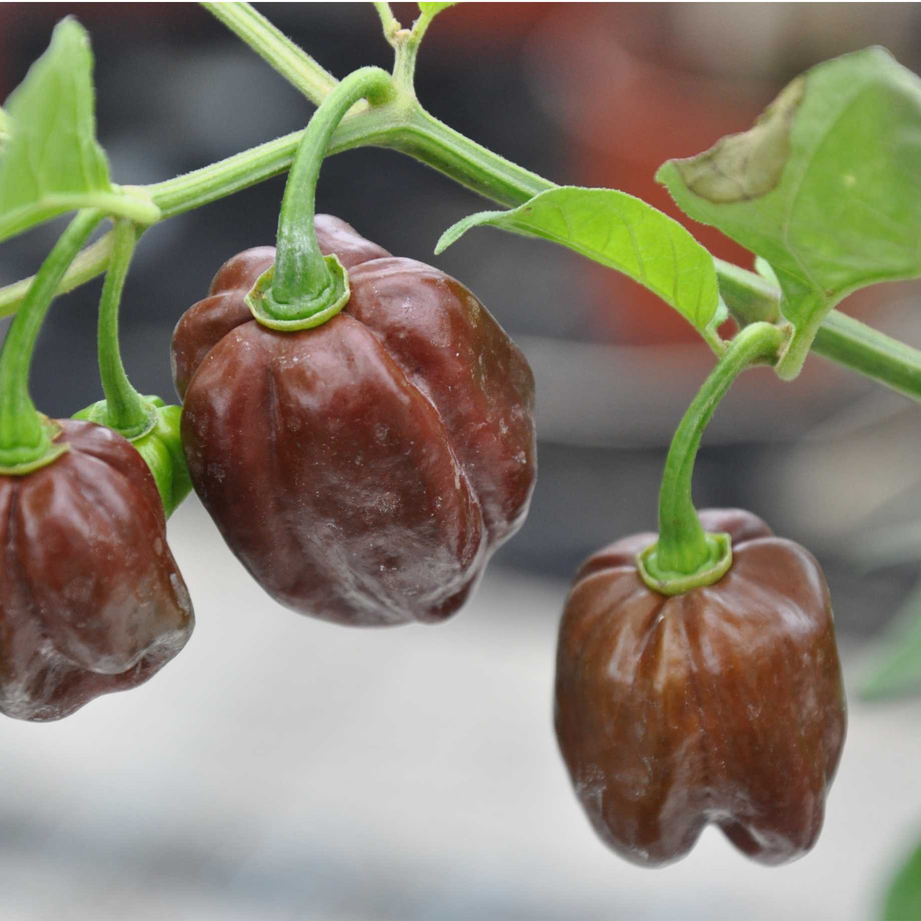 'Habanero Chocolate' Grafted Chilli Pepper Plant