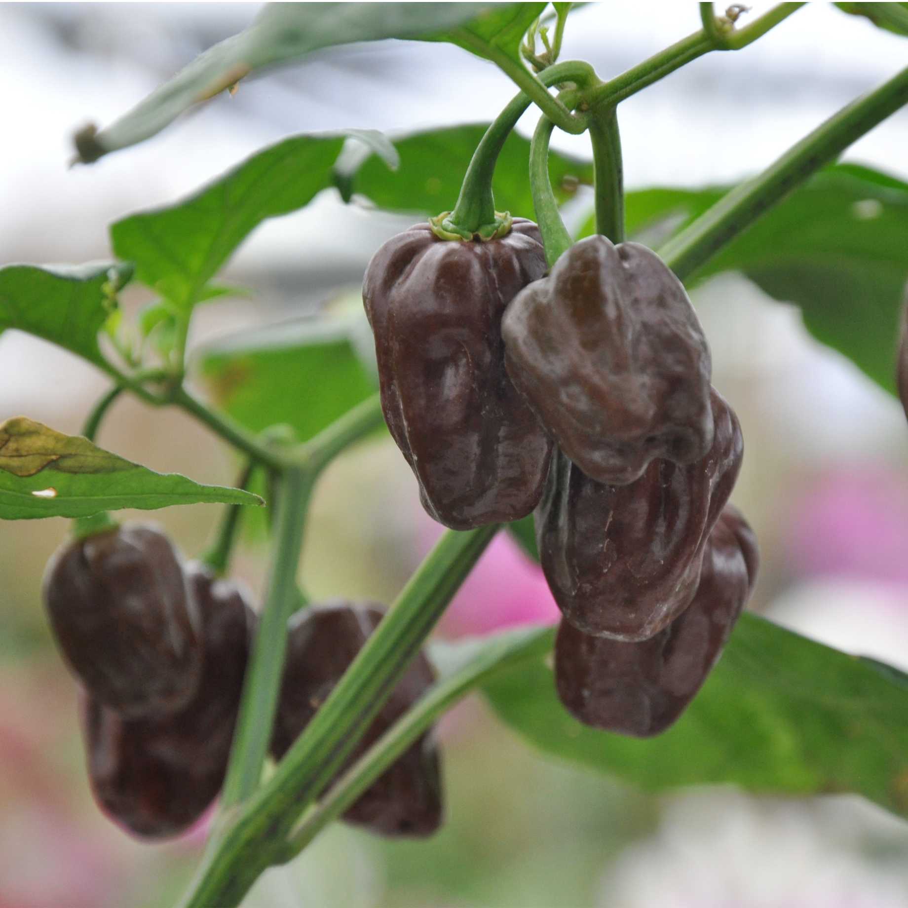 'Habanero Chocolate' Grafted Chilli Pepper Plant