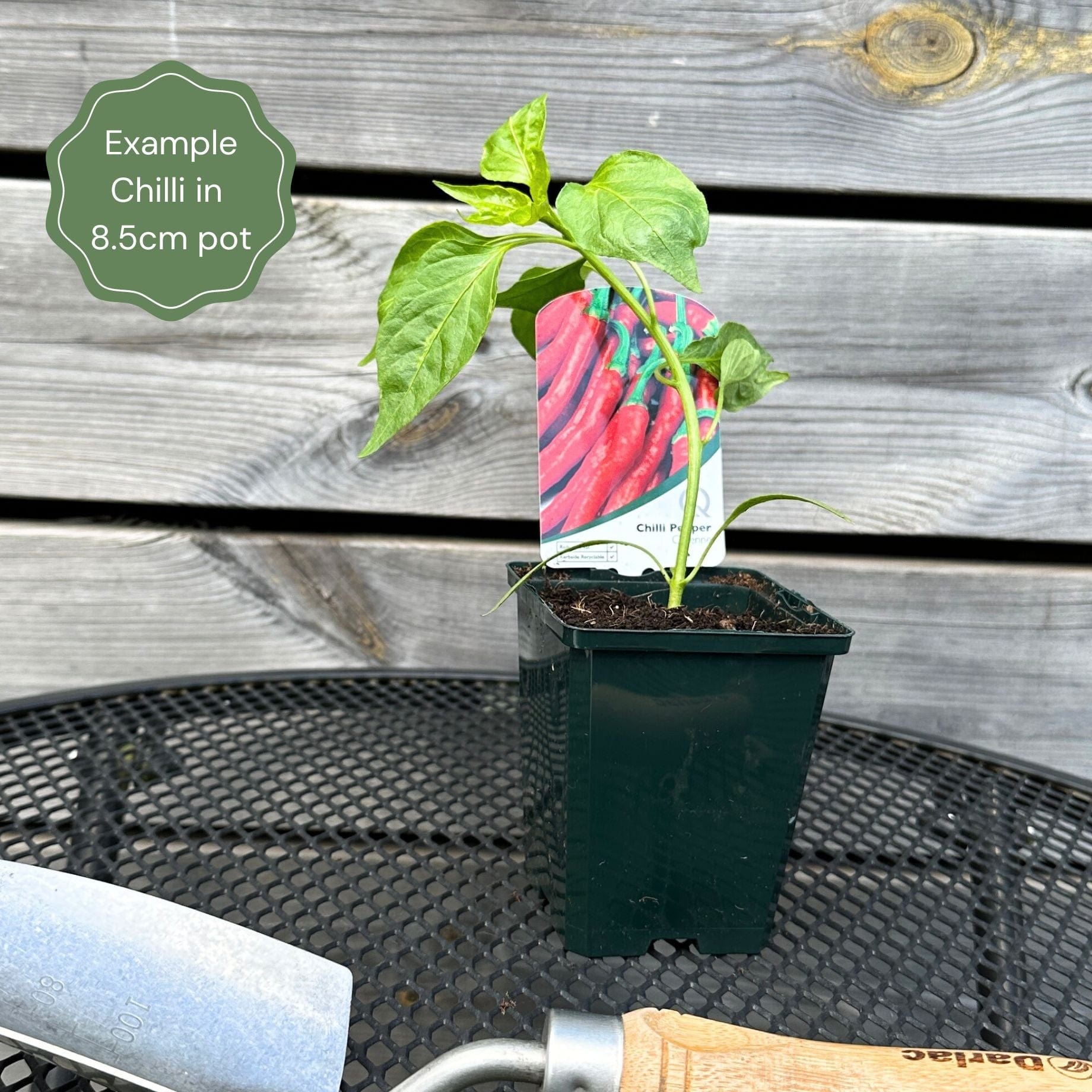 'Apache' Chilli Pepper Plants
