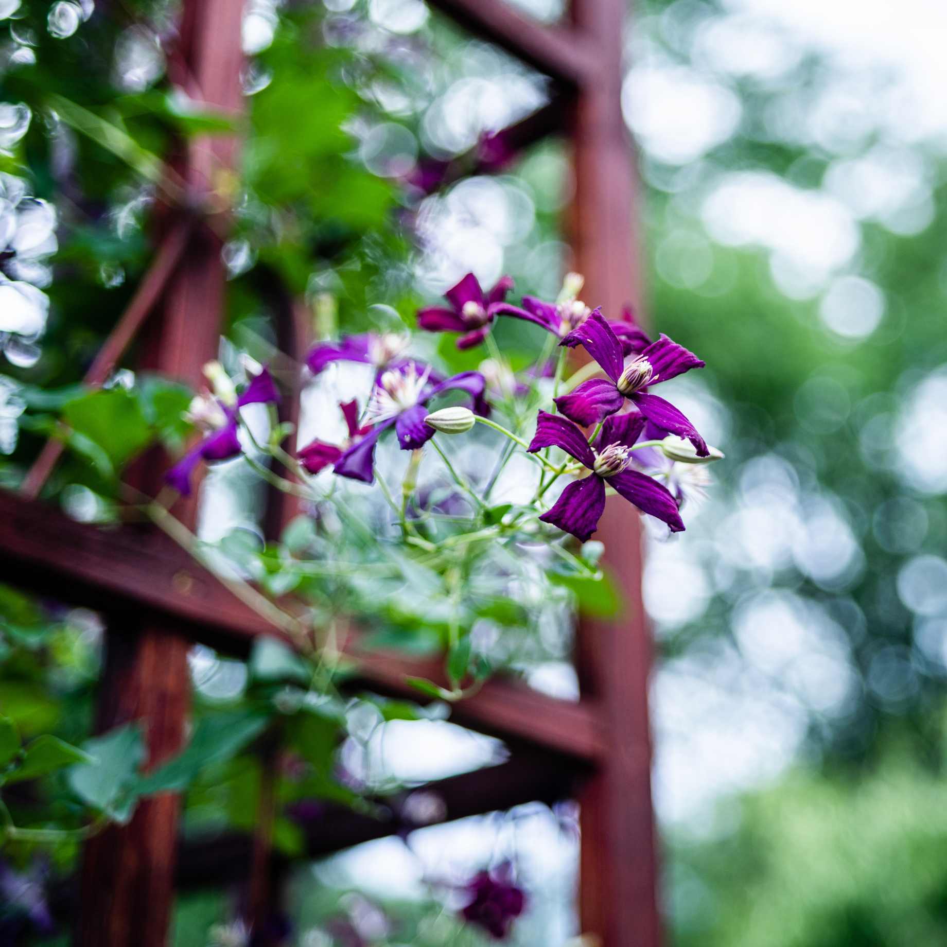 Clematis 'Sweet Summer Love'