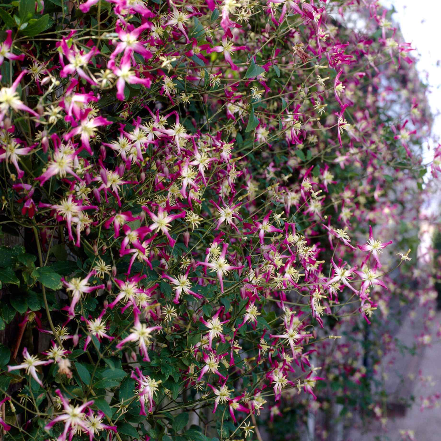 Clematis triternata 'Rubromarginata'