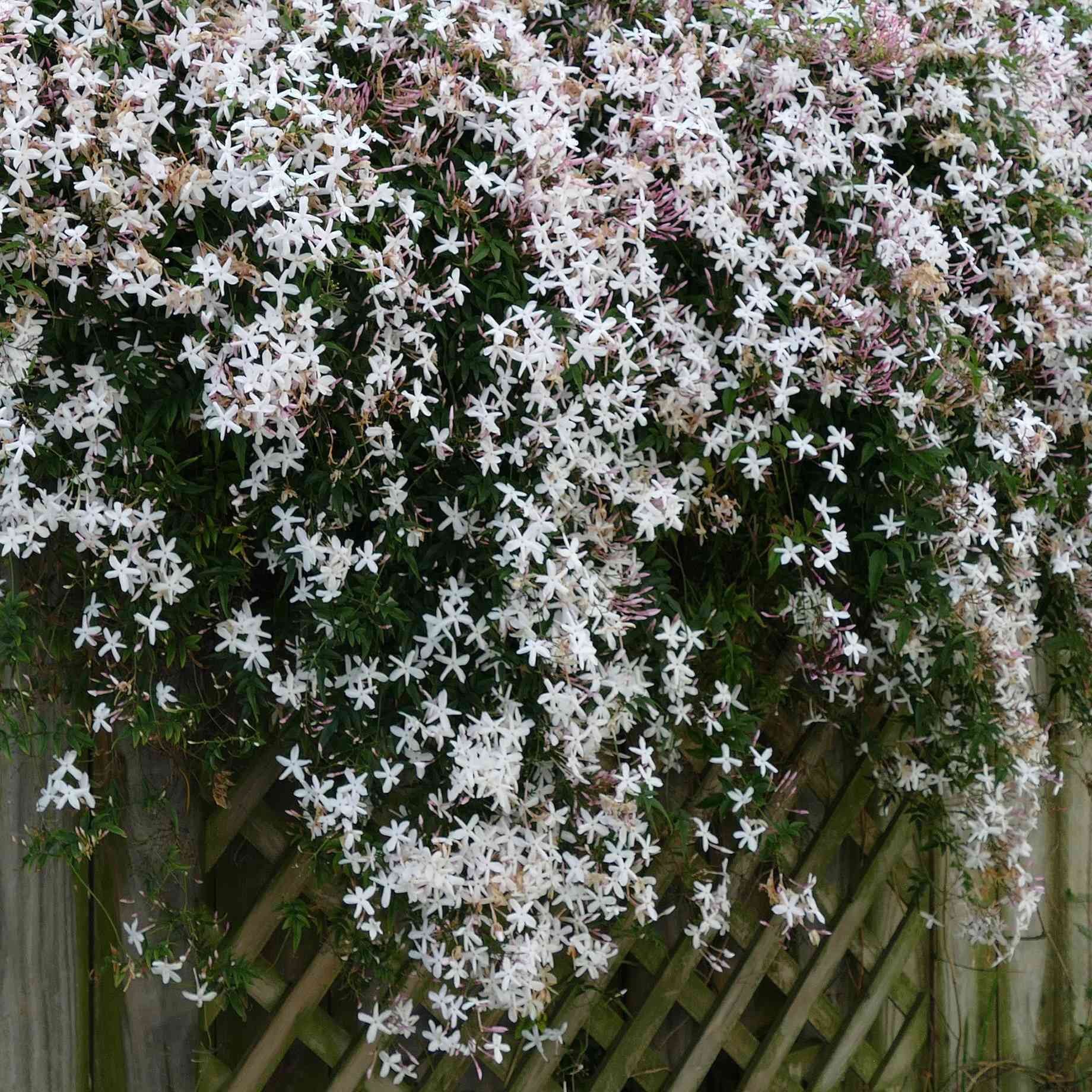 Jasminum officinale