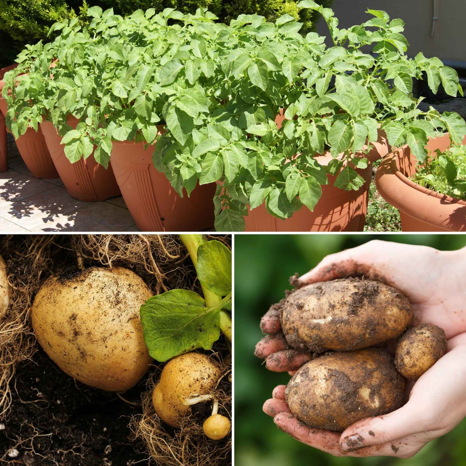 Growers' Choice