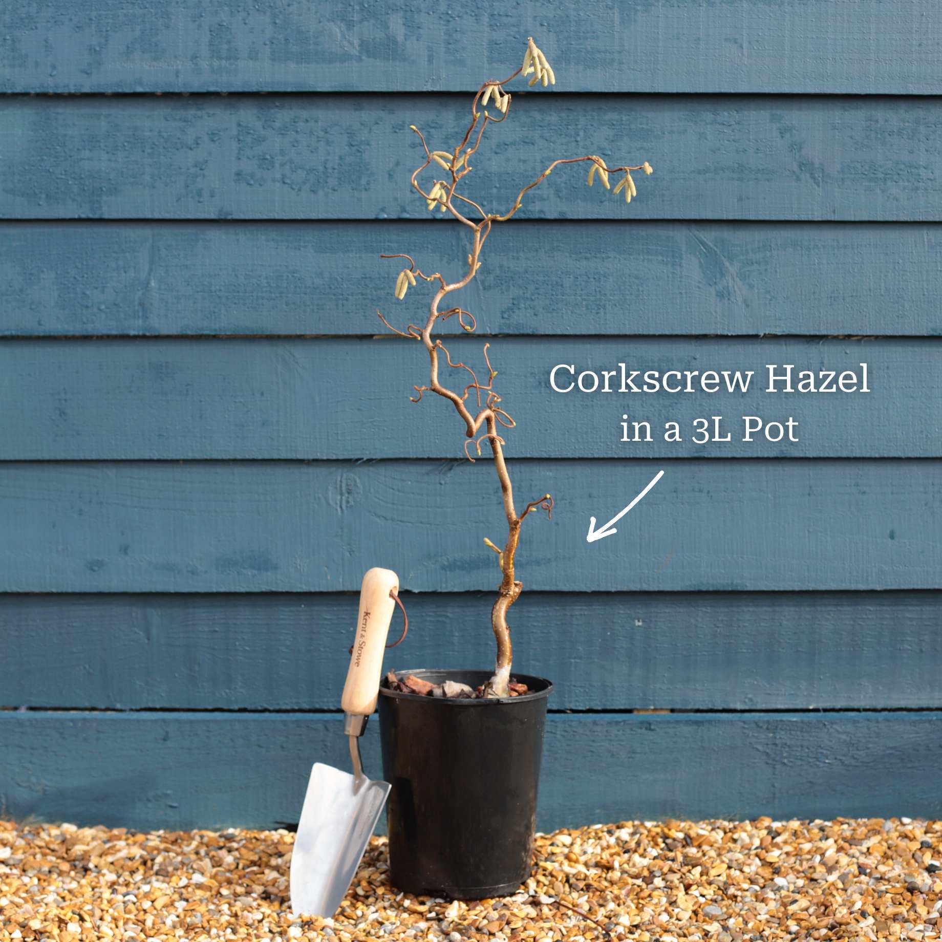 Corylus avellana 'Red Majestic'