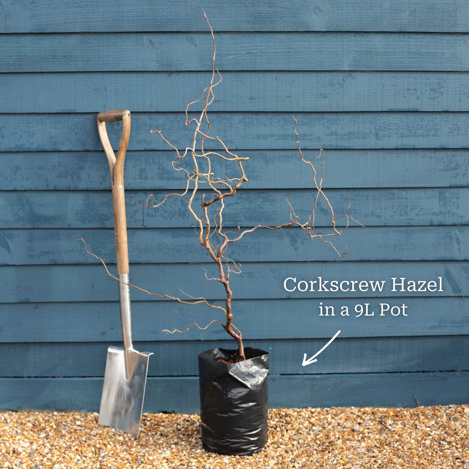 Corylus avellana 'Red Majestic'