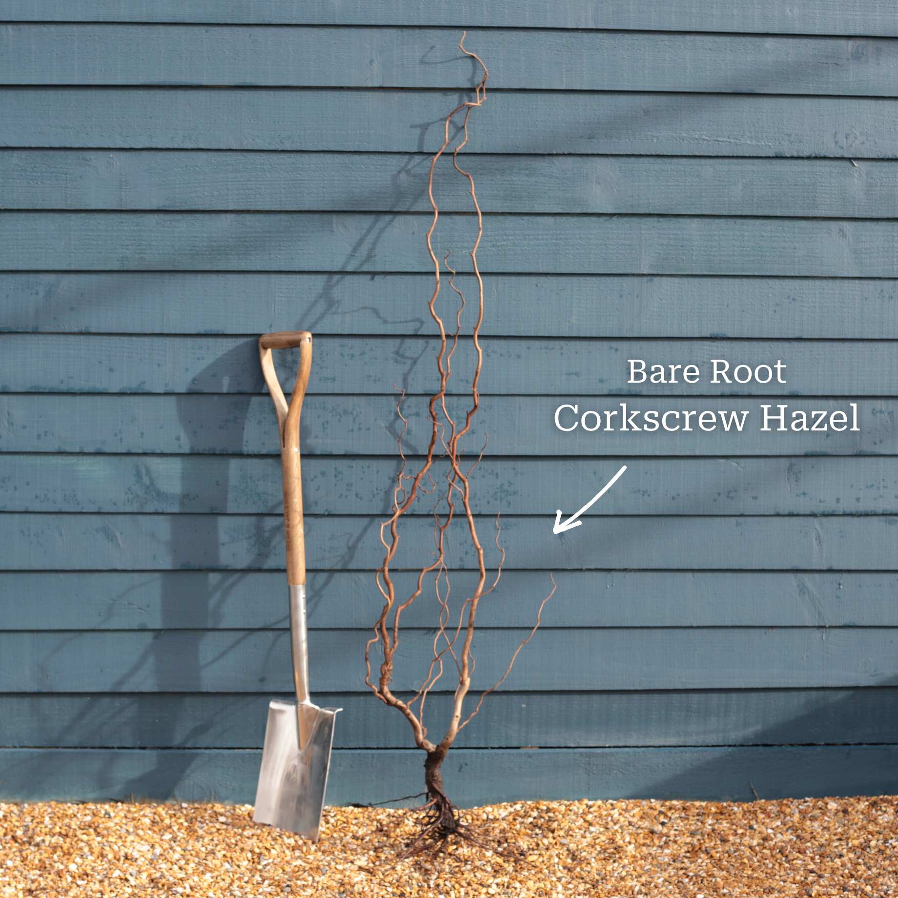 Corylus avellana 'Red Majestic'