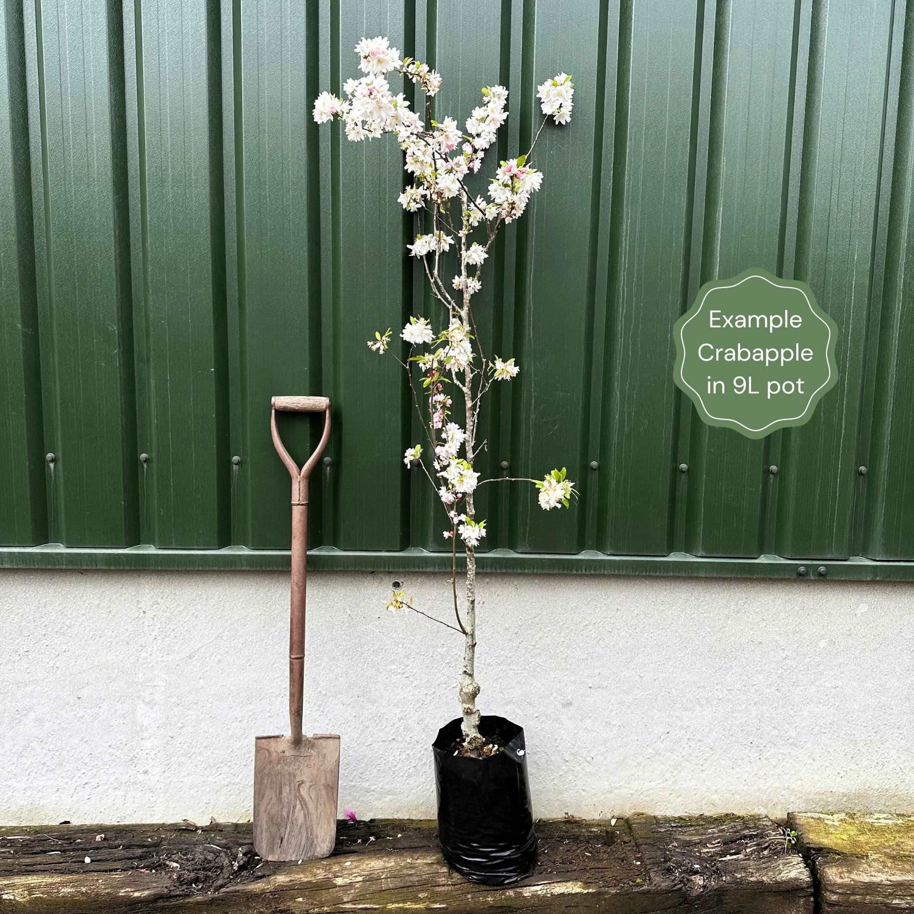 Malus moerlandsii