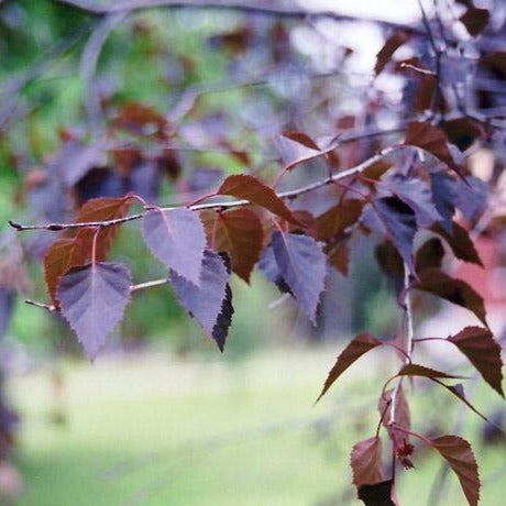 'Crimson Frost' Silver Birch Tree