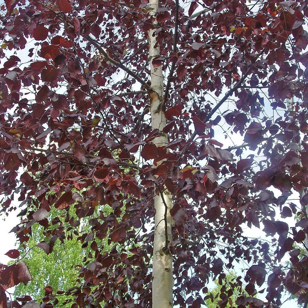 'Crimson Frost' Silver Birch Tree