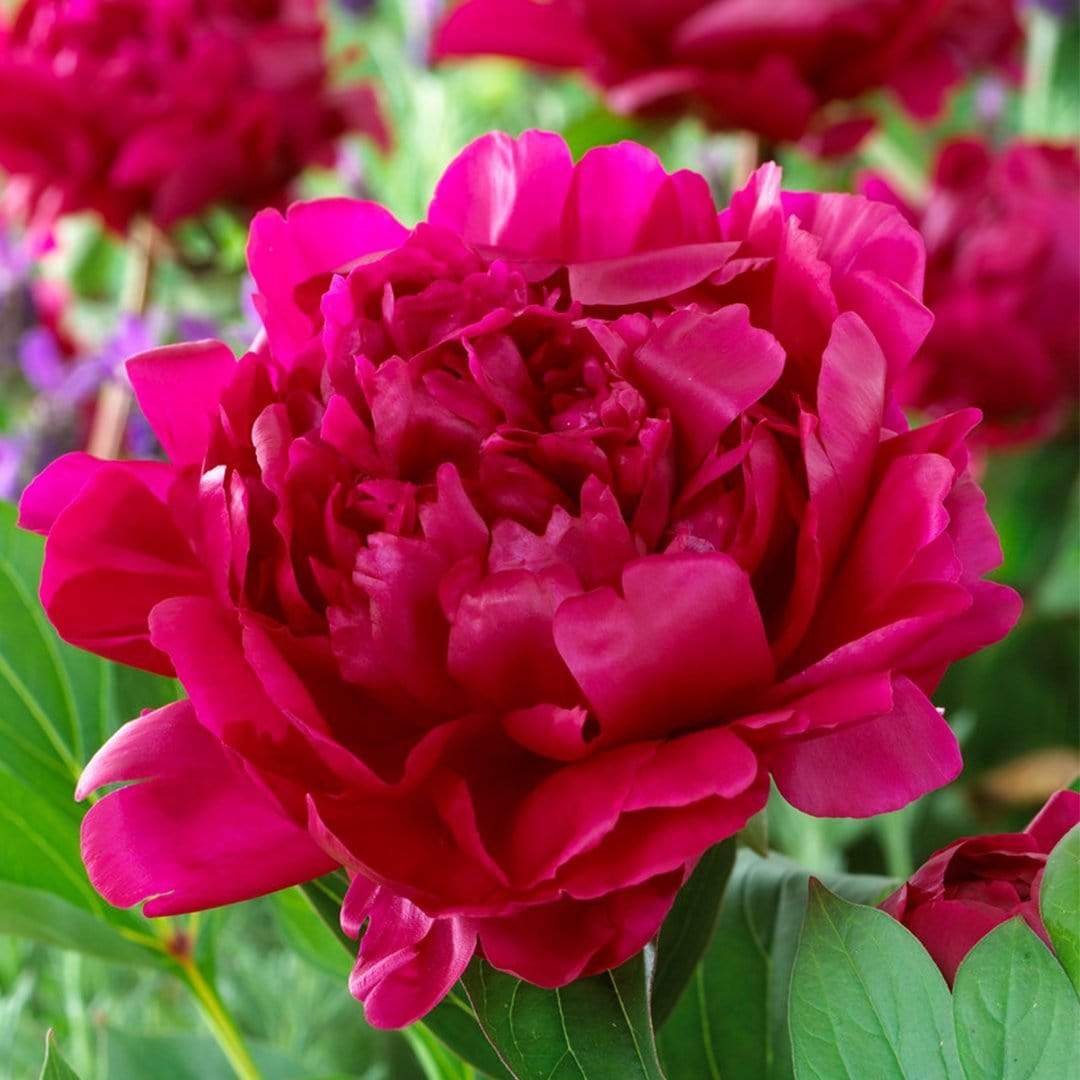 Peony 'Felix Crousse'