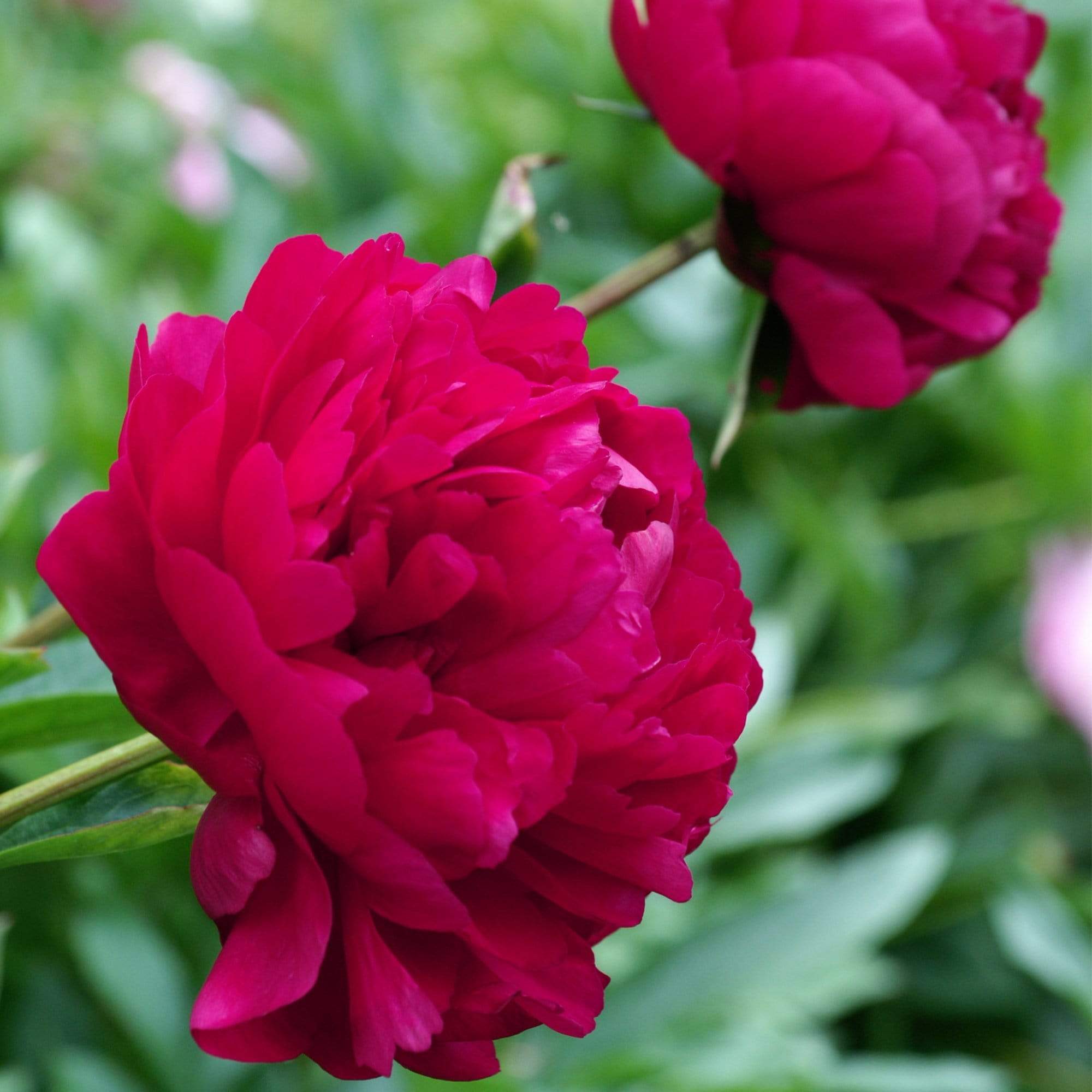 Peony 'Felix Crousse'