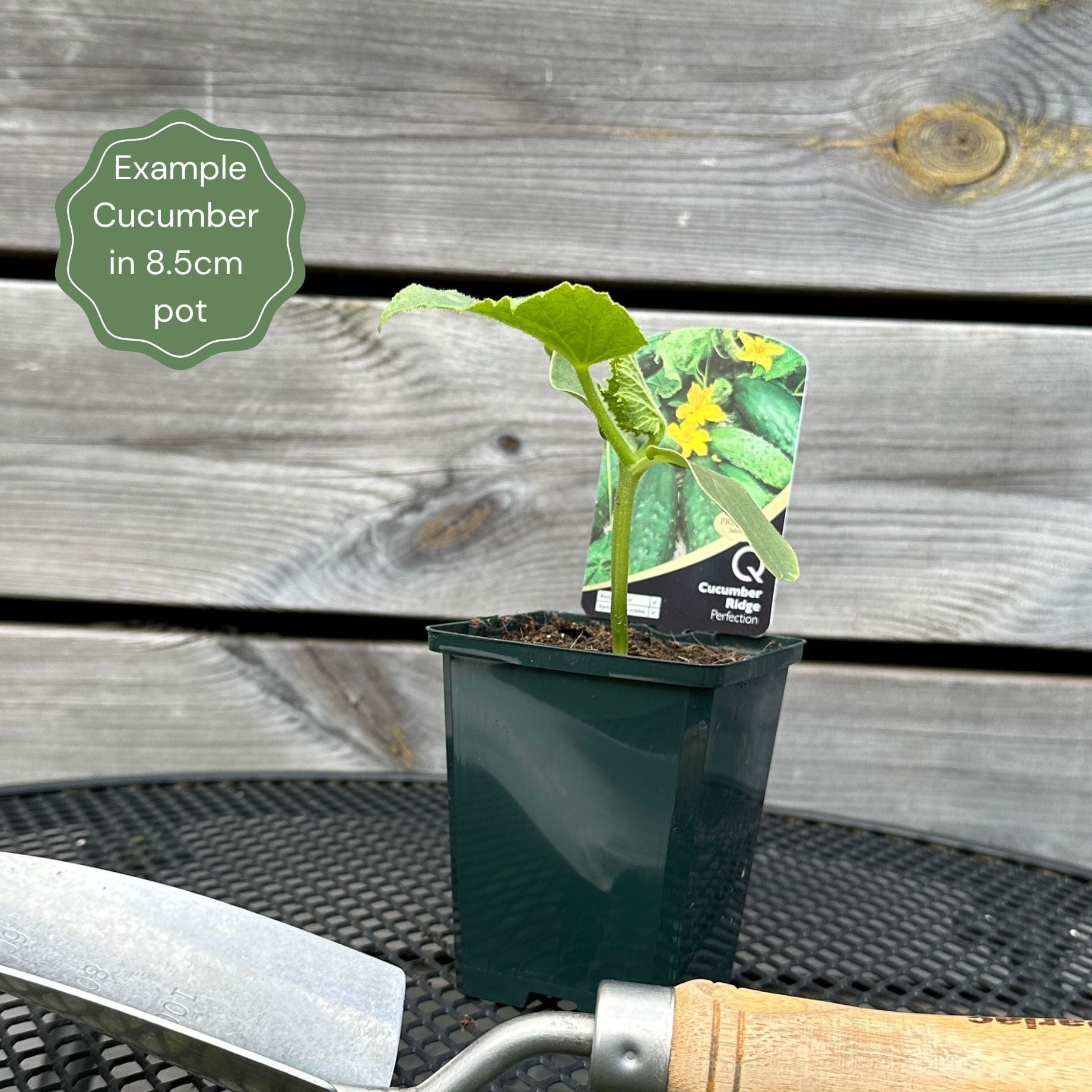 'F1 Femspot' Cucumber Plants