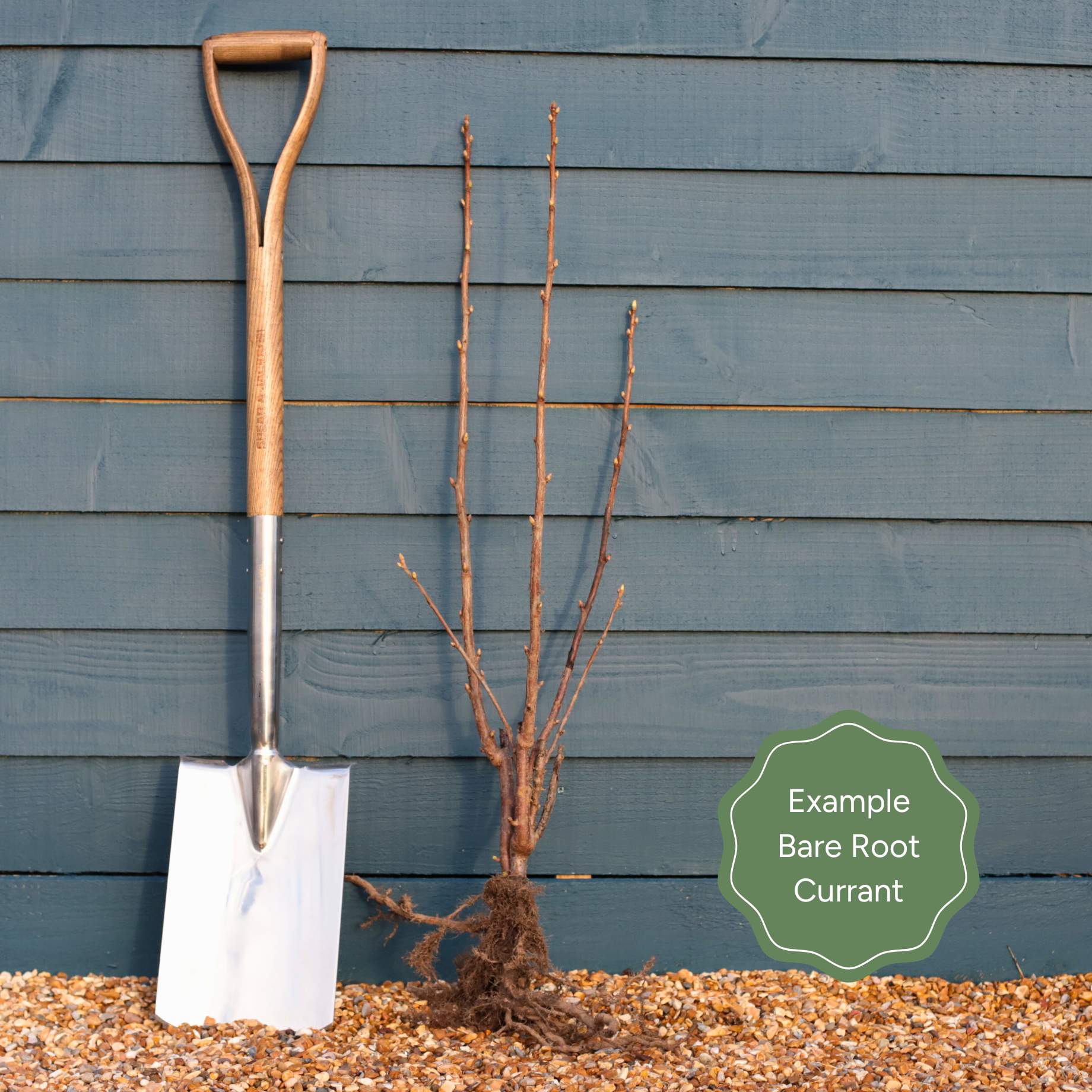 'Big Ben' Blackcurrant Bush