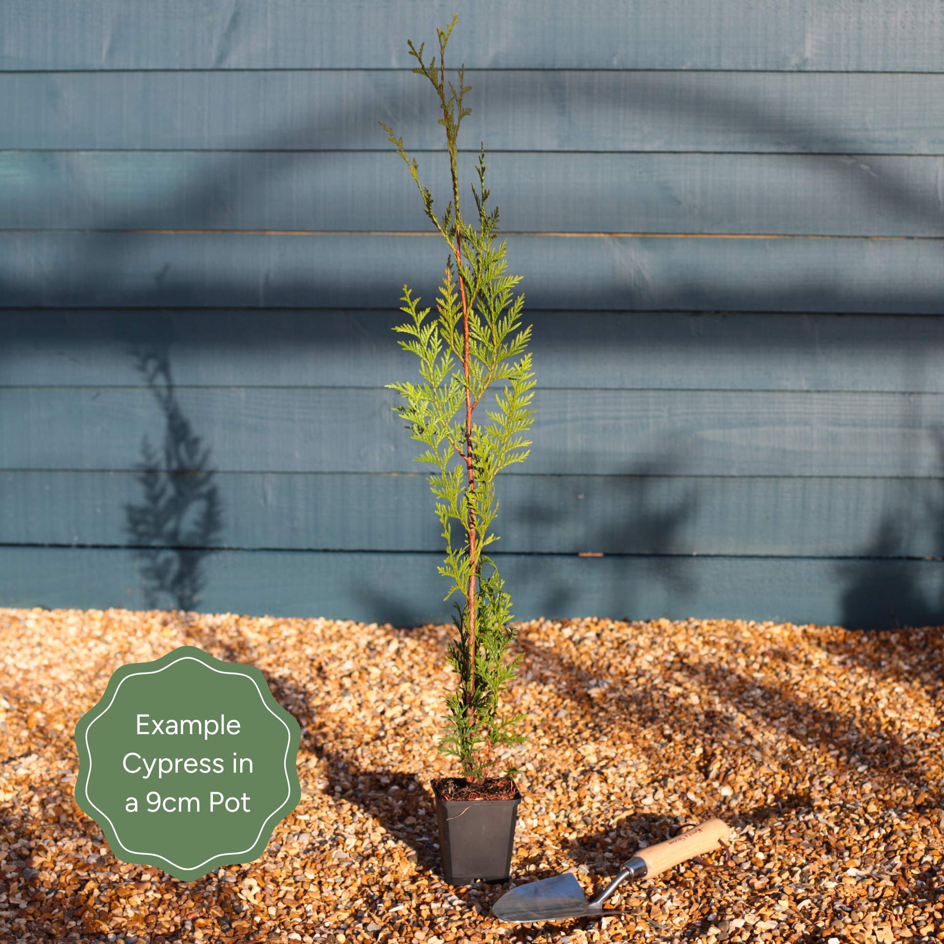 Cupressocyparis leylandii 'Haggerston Grey'