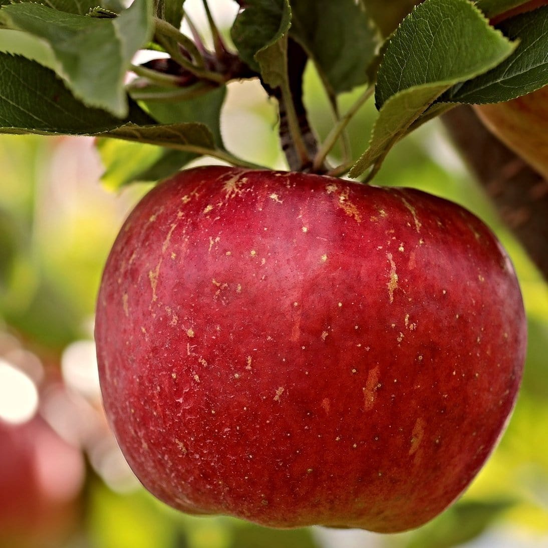 'Dabinett' Cider Apple Tree