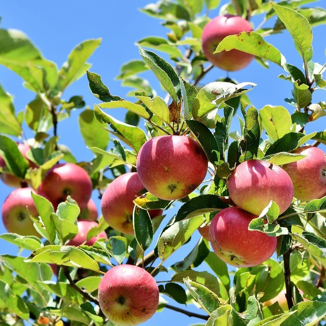 'Dabinett' Cider Apple Tree