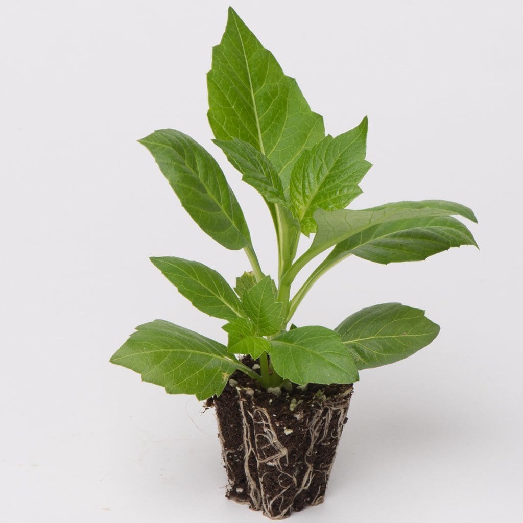 Dahlia 'Happy Days Pink' Jumbo Plug Plants