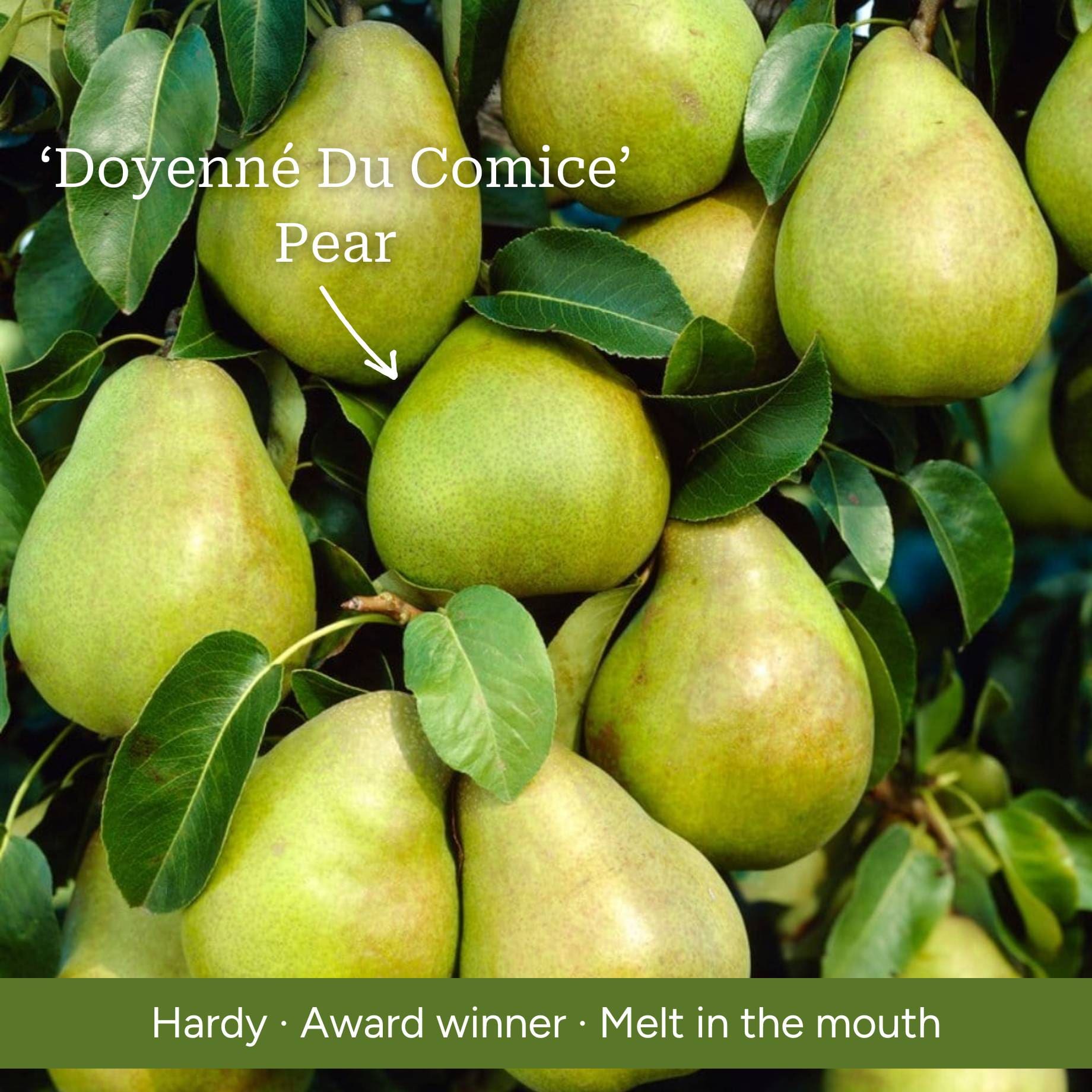 Patio Pear Tree