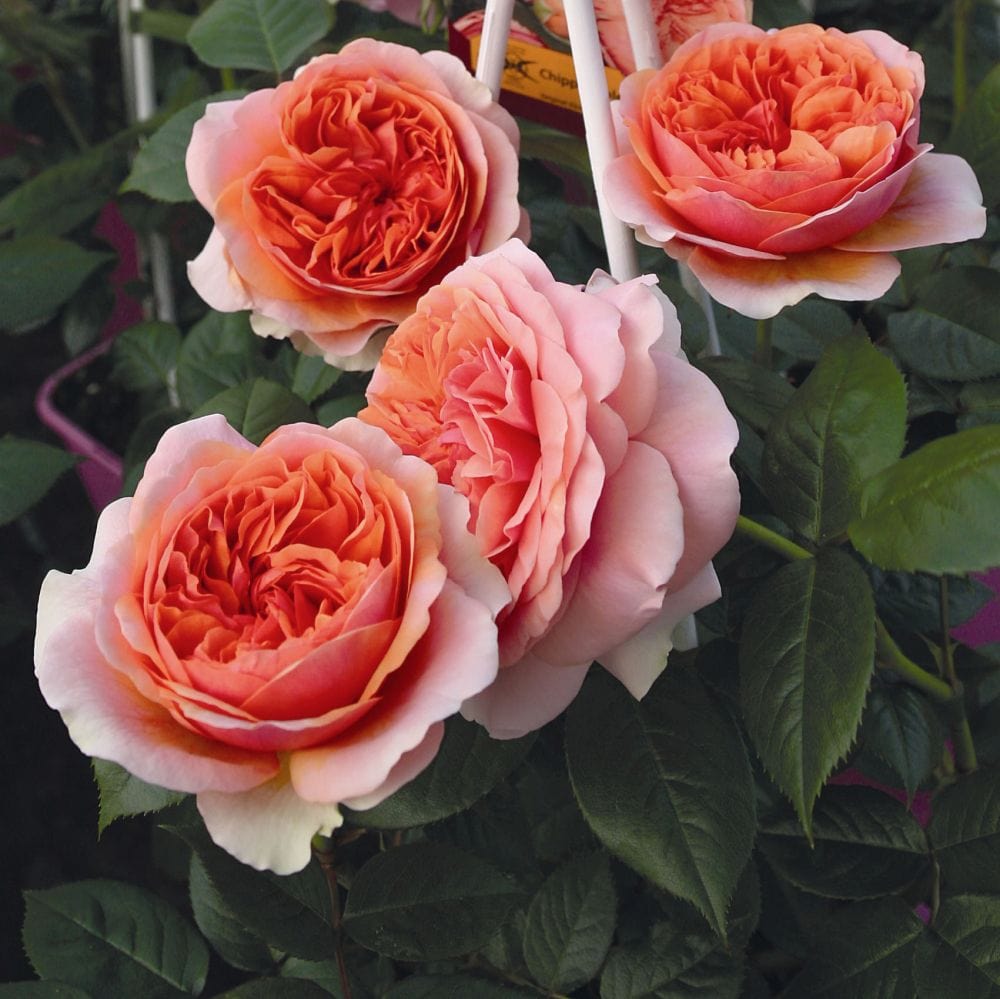 'Duchess of Cornwall' Hybrid Tea Rose