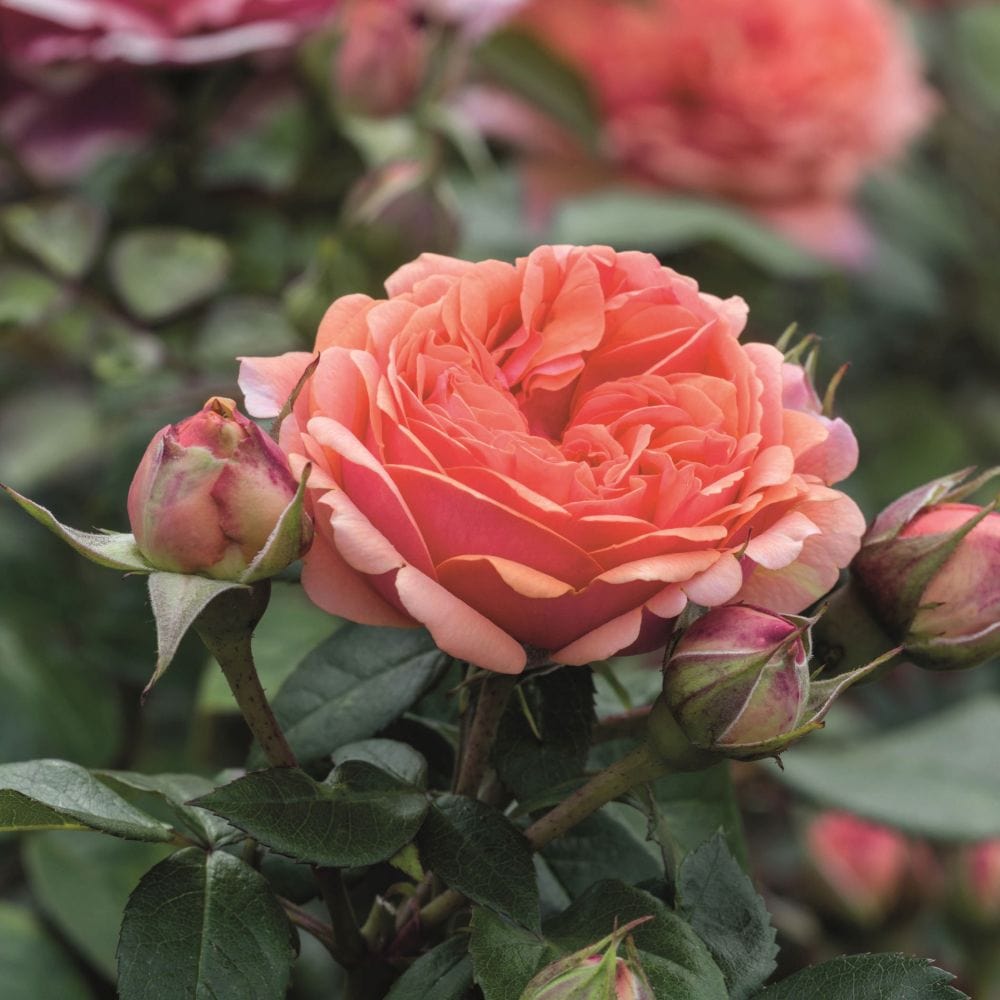 'Duchess of Cornwall' Hybrid Tea Rose