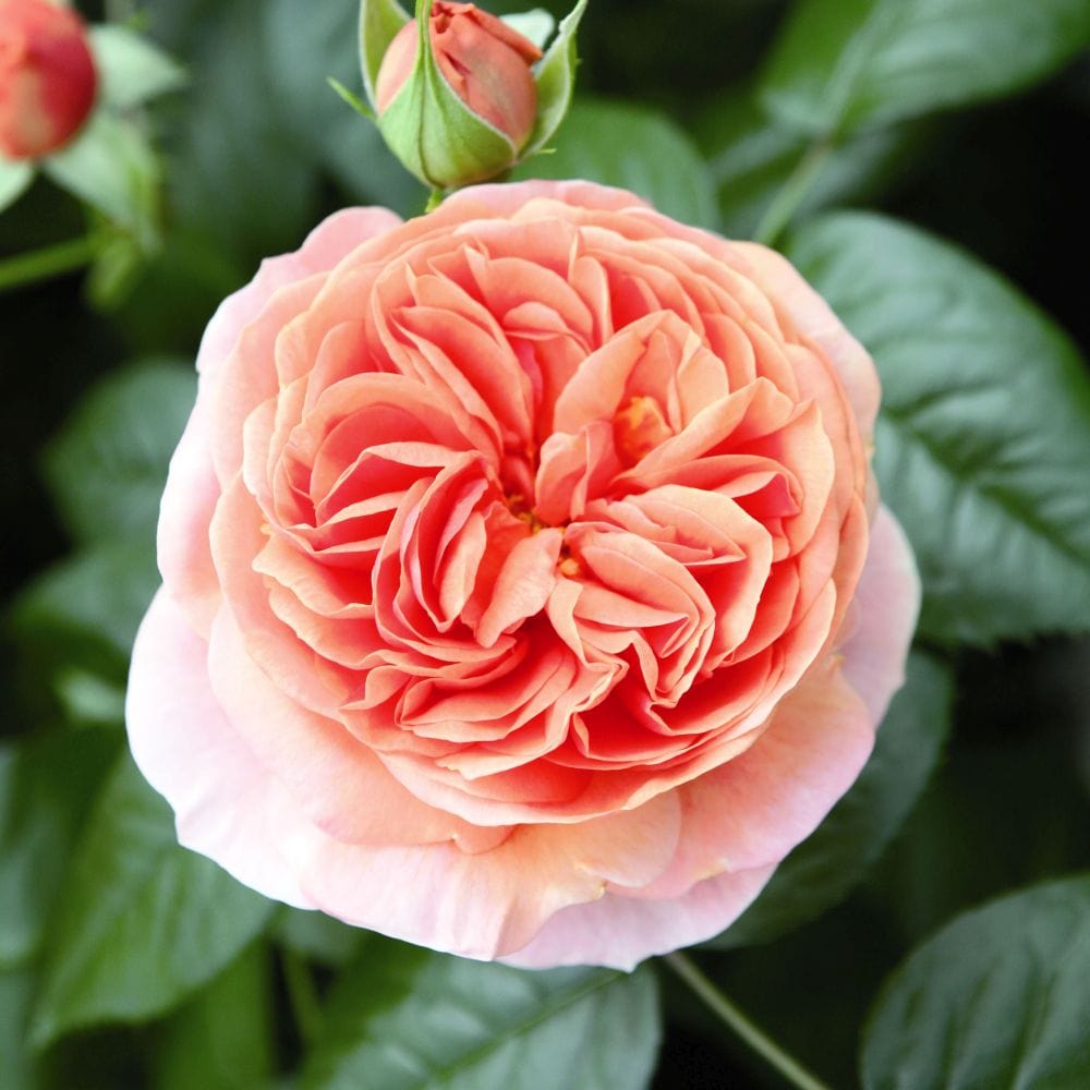 'Duchess of Cornwall' Hybrid Tea Rose