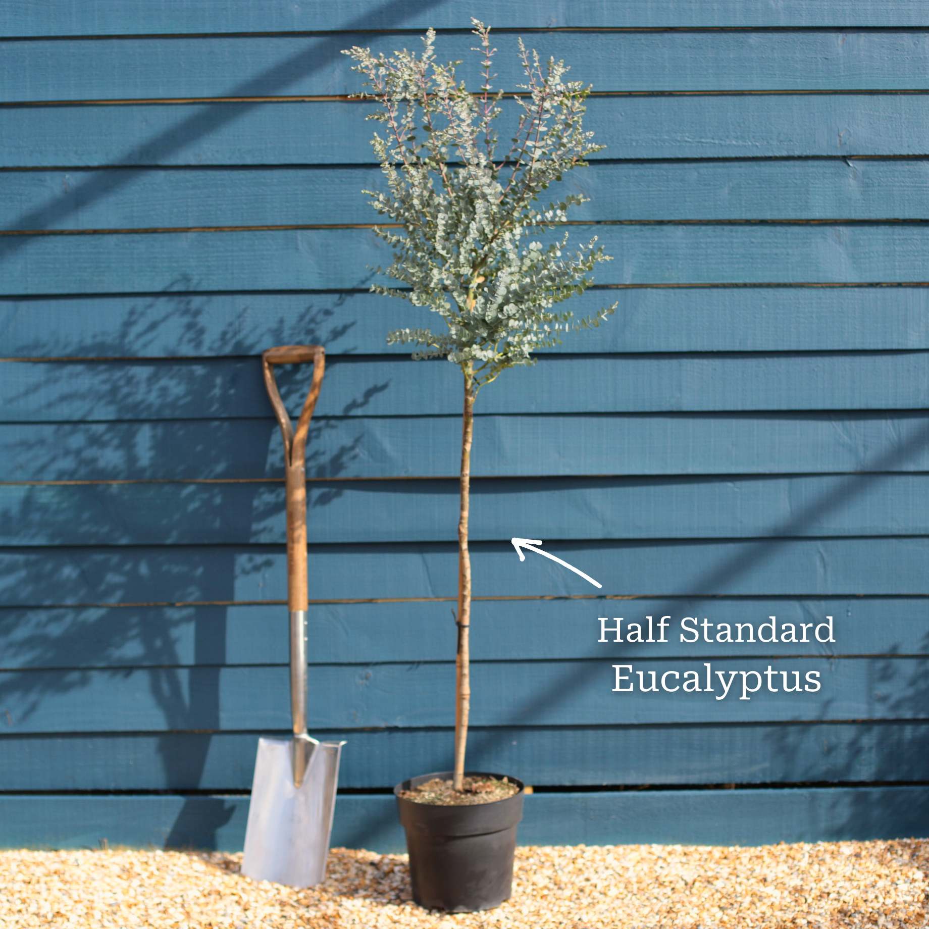 Eucalyptus gunnii