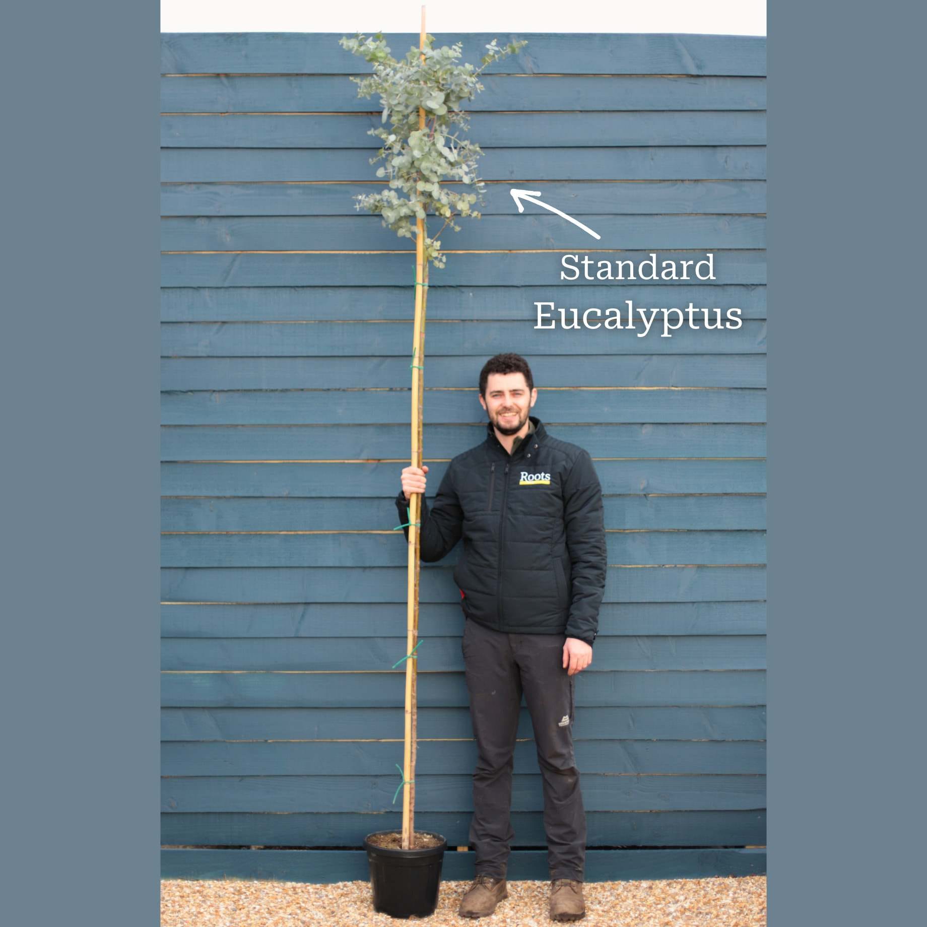 Eucalyptus gunnii