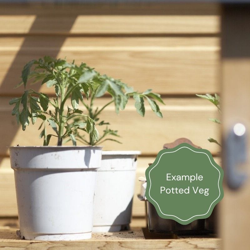 Cantaloupe Melon Plants