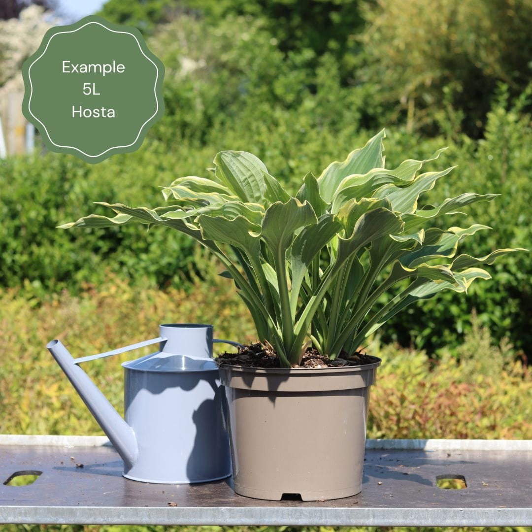 Hosta 'Patriot'