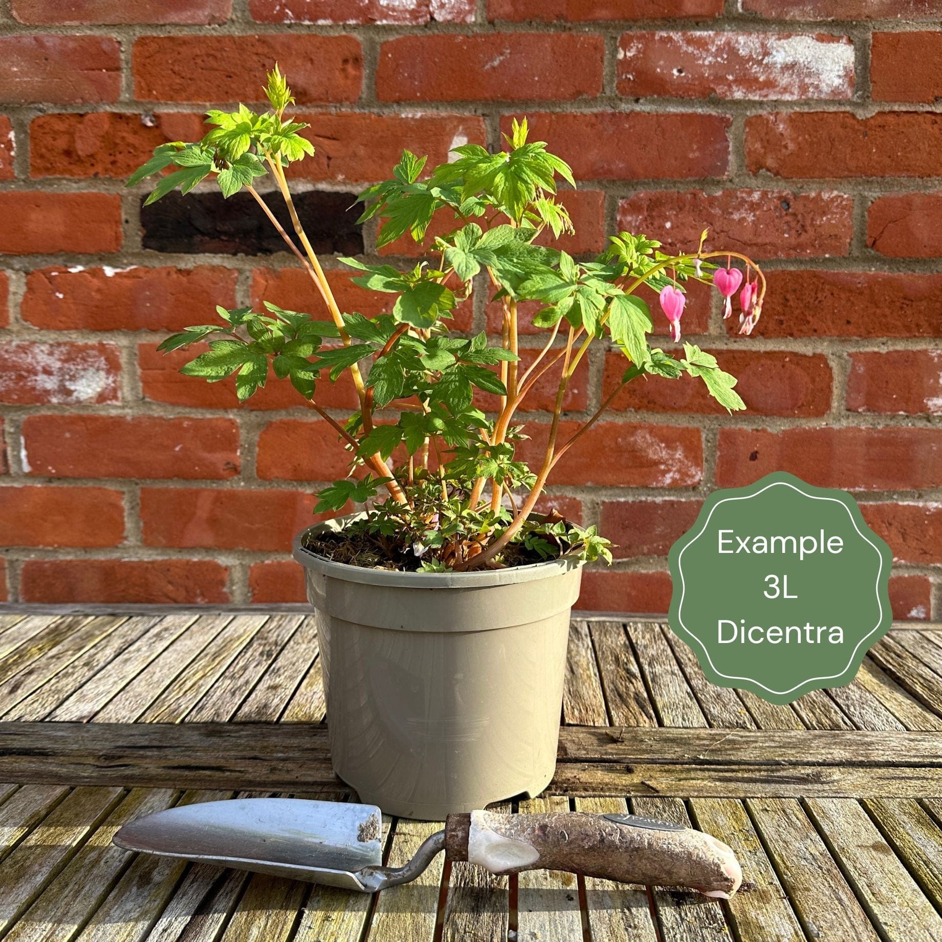Dicentra