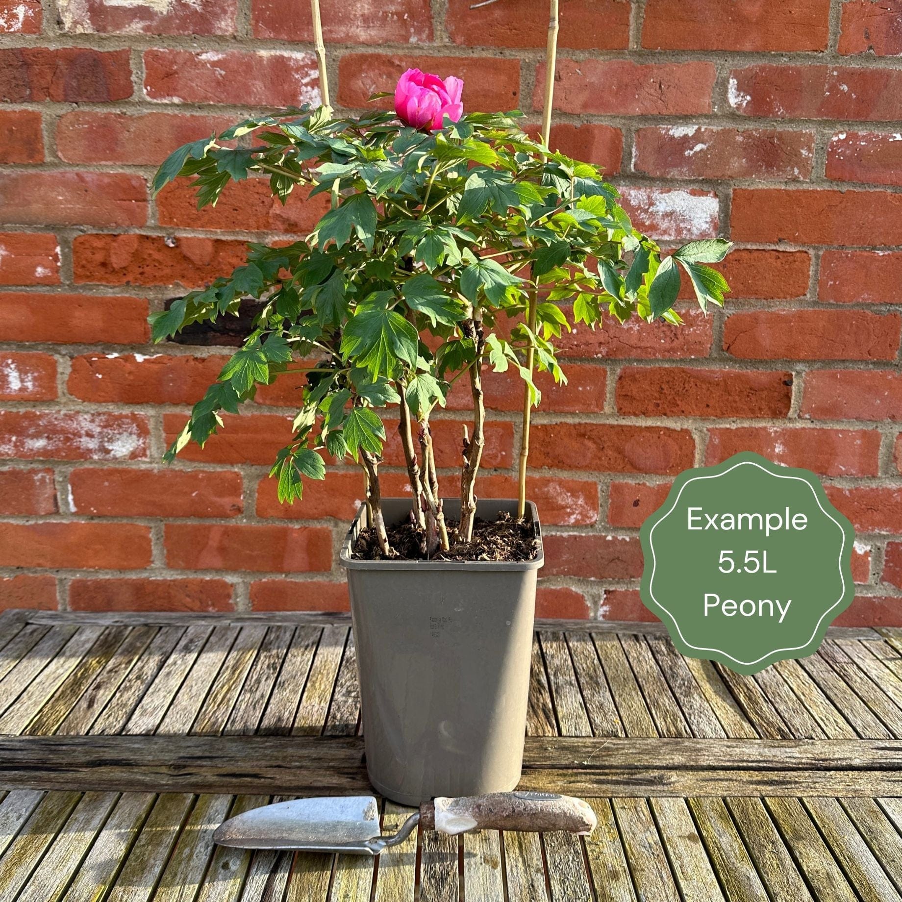 Itoh Peony 'Cora Louise'