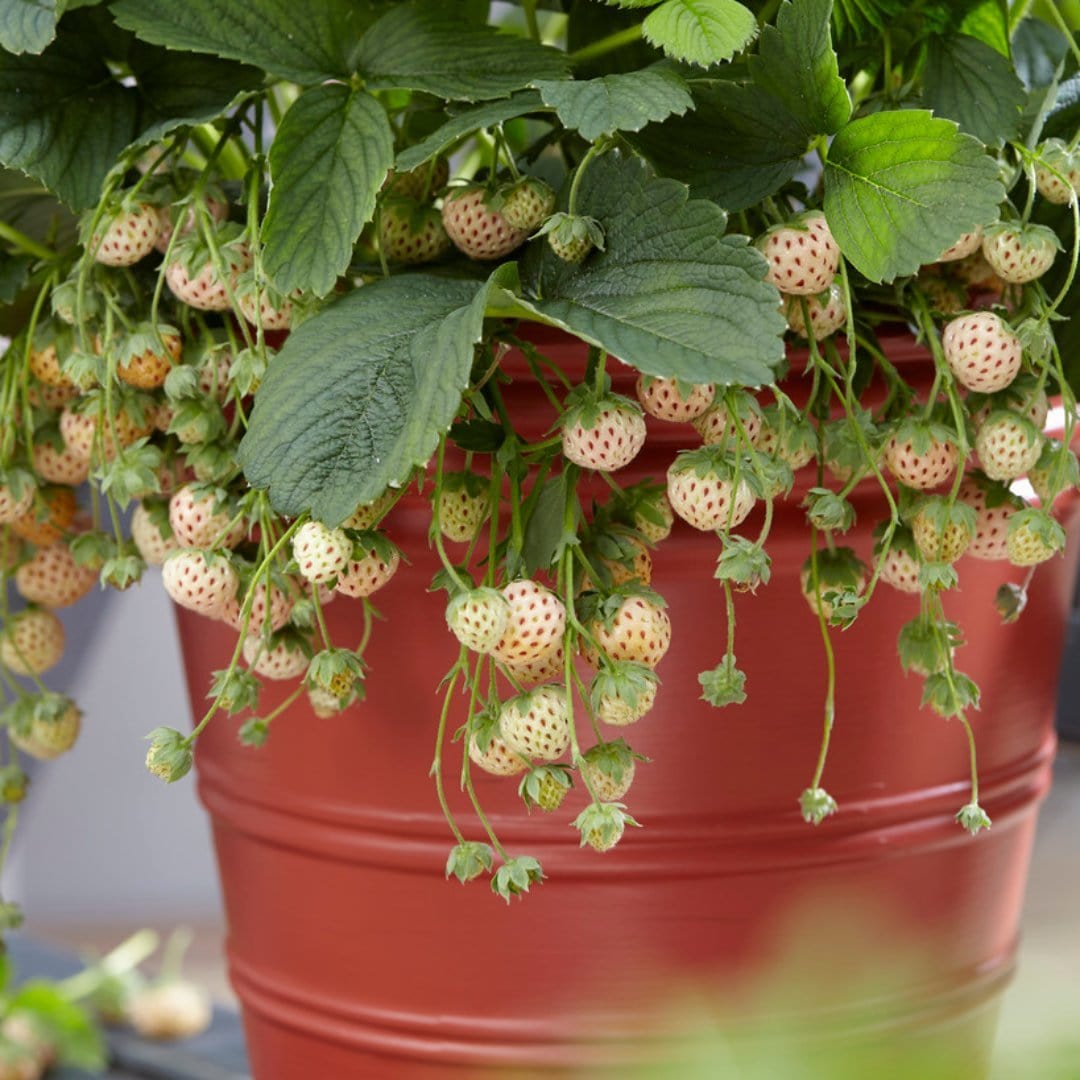 'Pineberry' Strawberry Plants