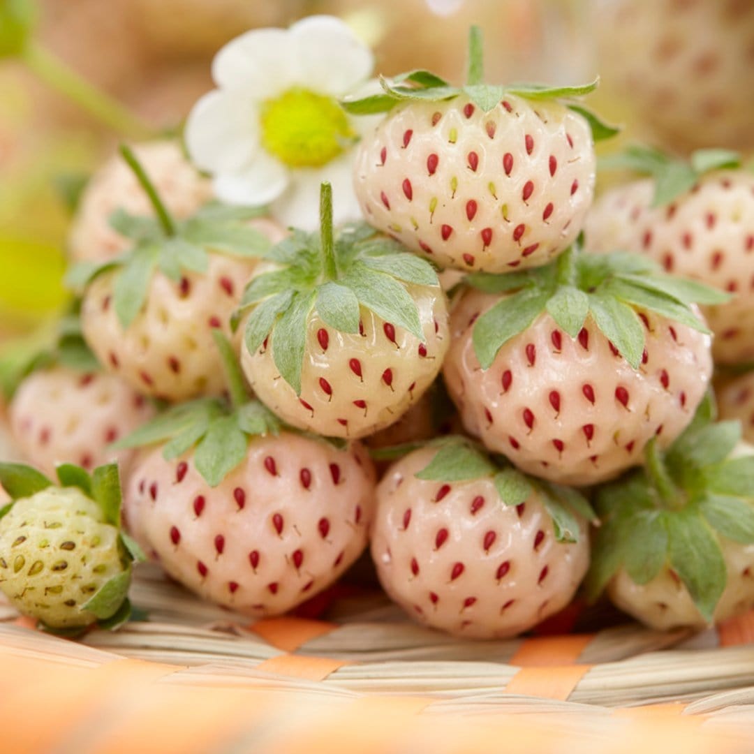'Pineberry' Strawberry Plants