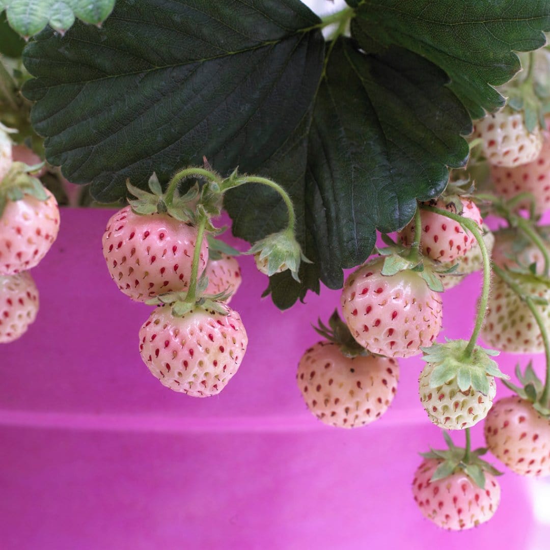 'Pineberry' Strawberry Plants