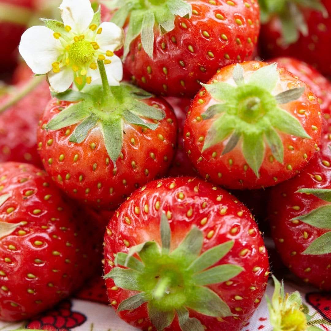 'Honeoye' Strawberry Plants