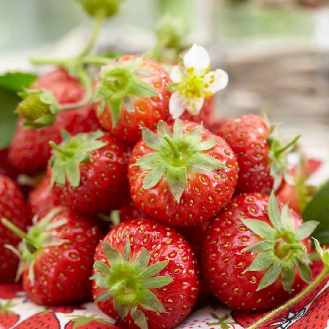 'Honeoye' Strawberry Plants