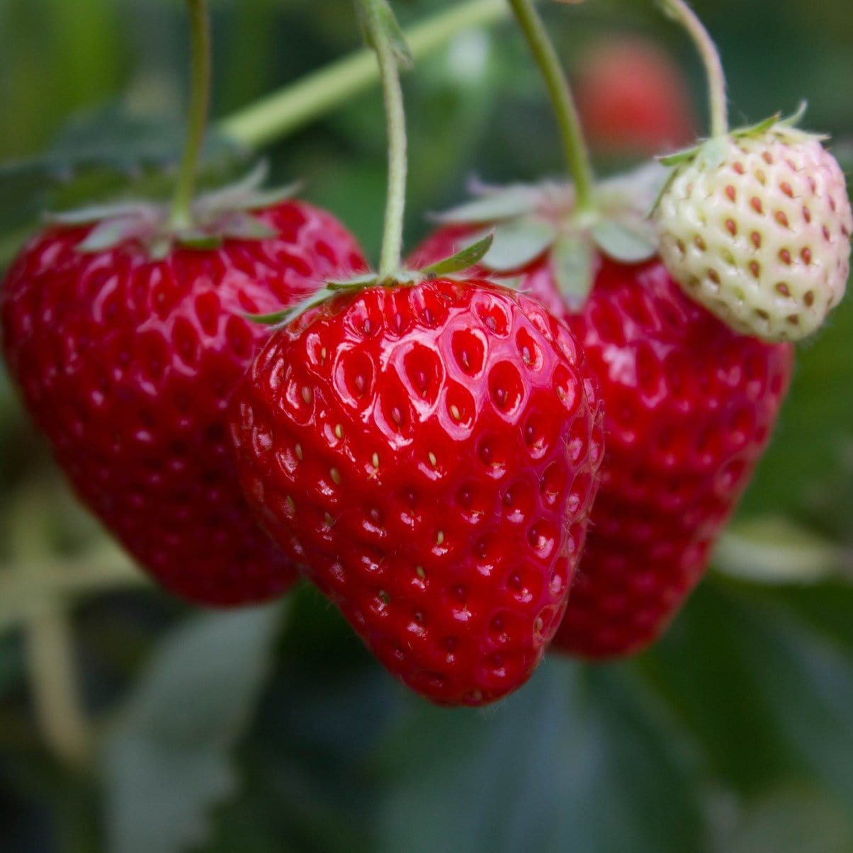 'Flamenco' Strawberry Plants