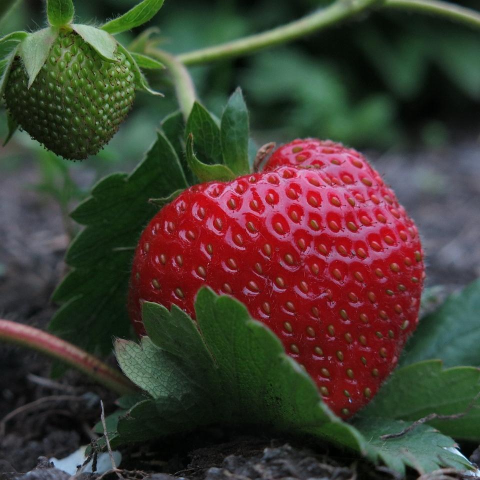'Elsanta' Strawberry Plants