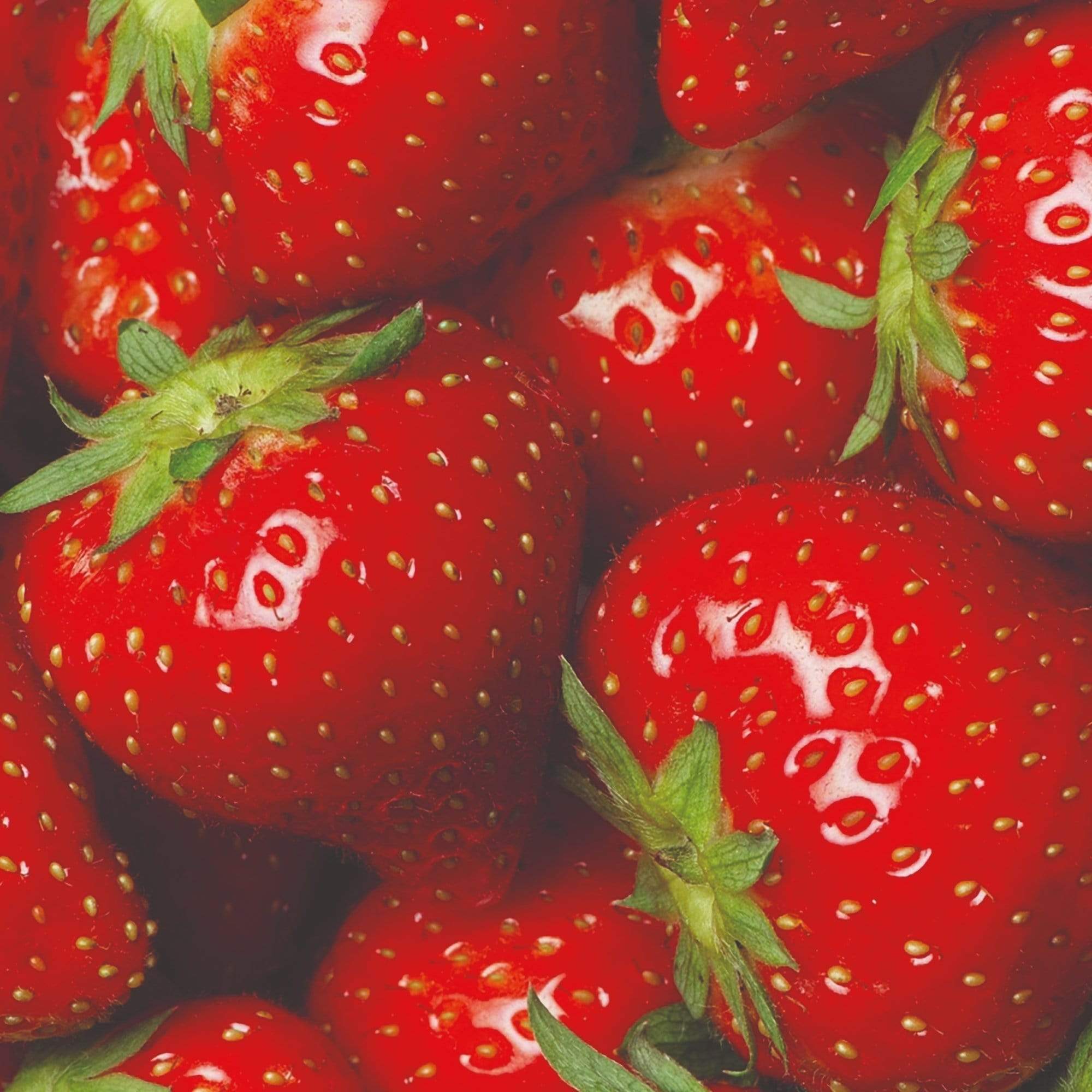 'Elsanta' Strawberry Plants
