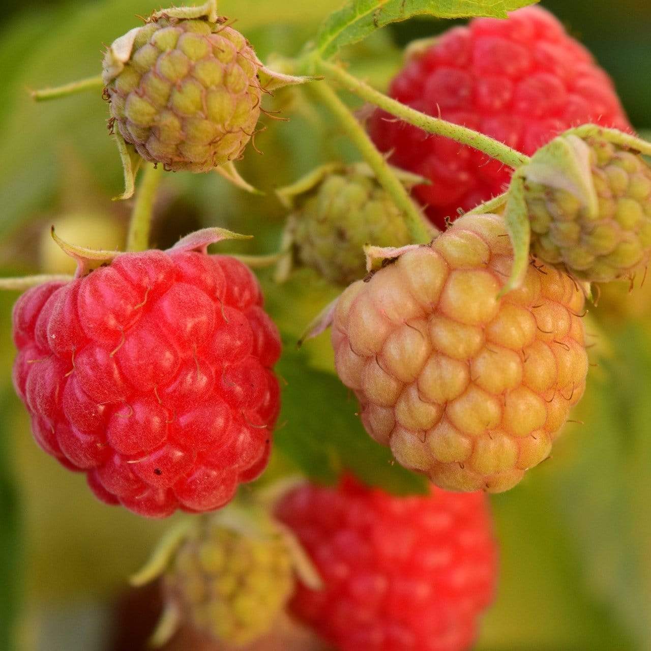 'Polka' Raspberry Plants