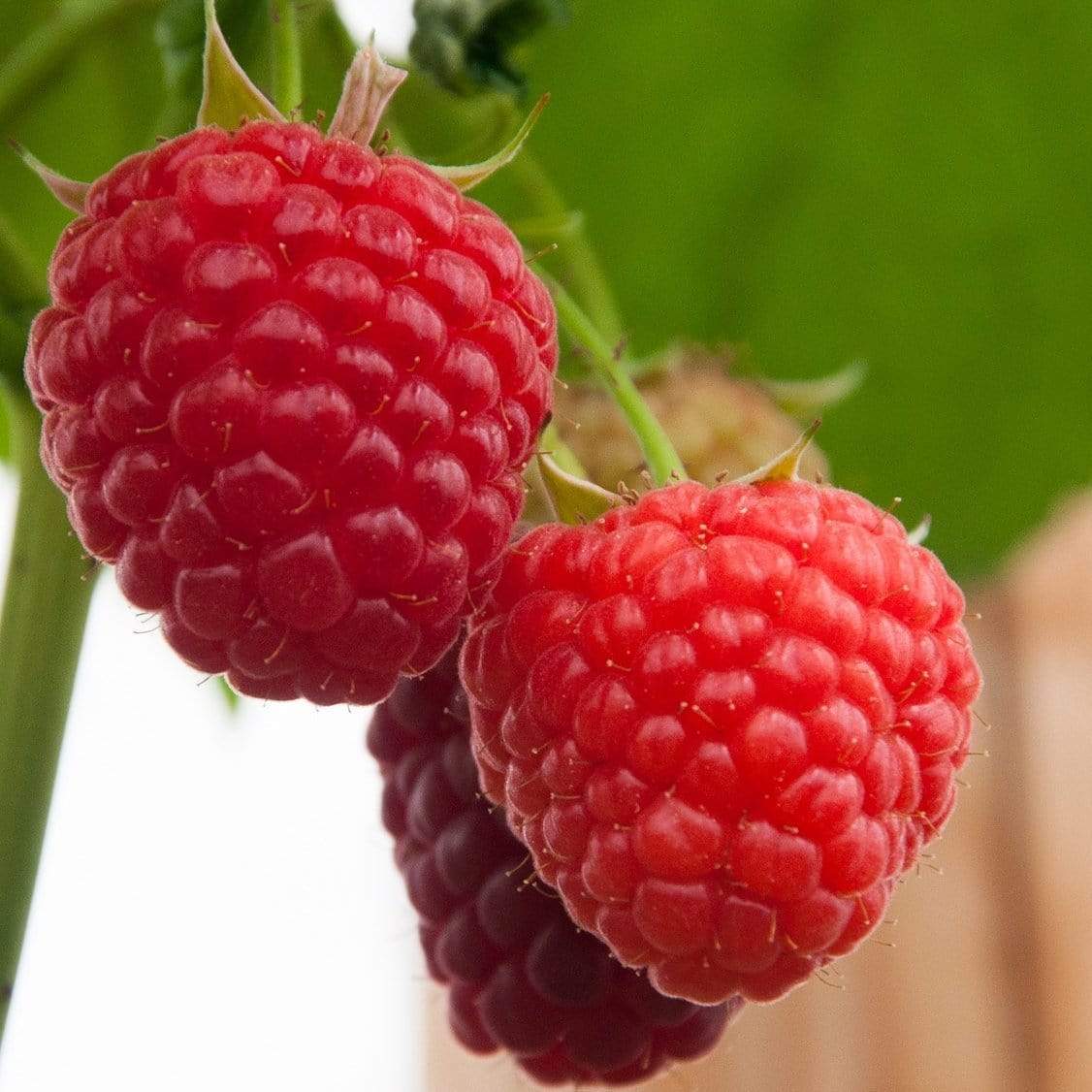 All Season Raspberry Plants Collection