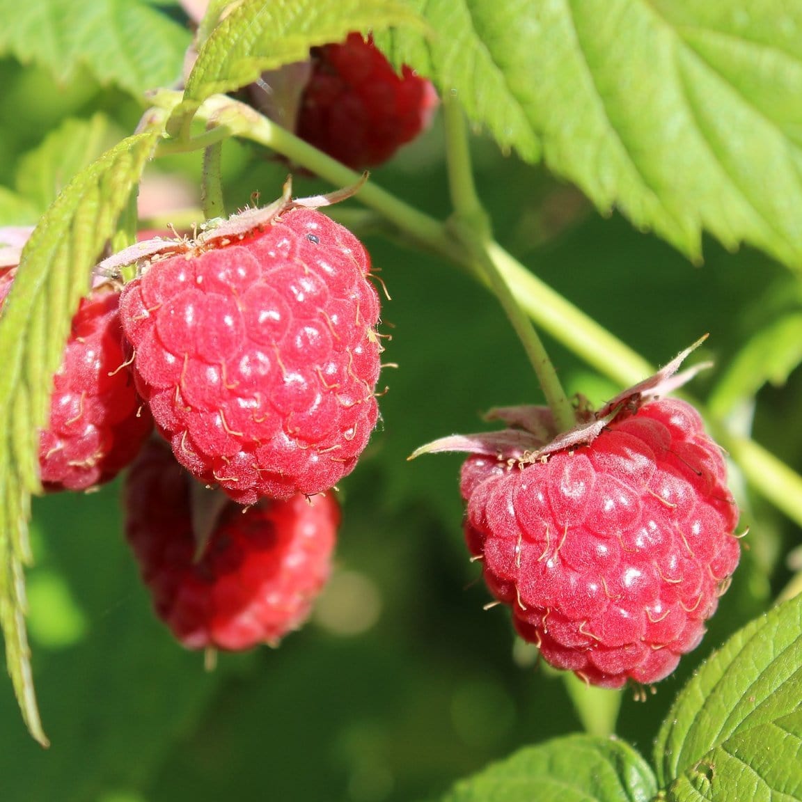 'Joan J' Raspberry Plants