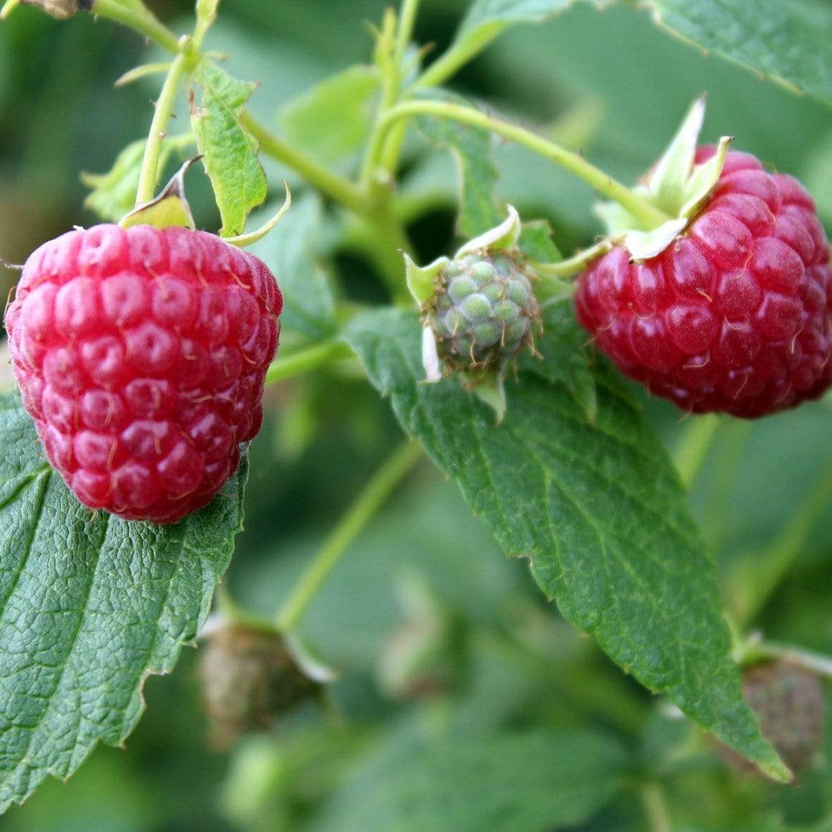 Growers' Choice