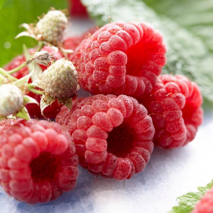 'Autumn Bliss' Raspberry Plants