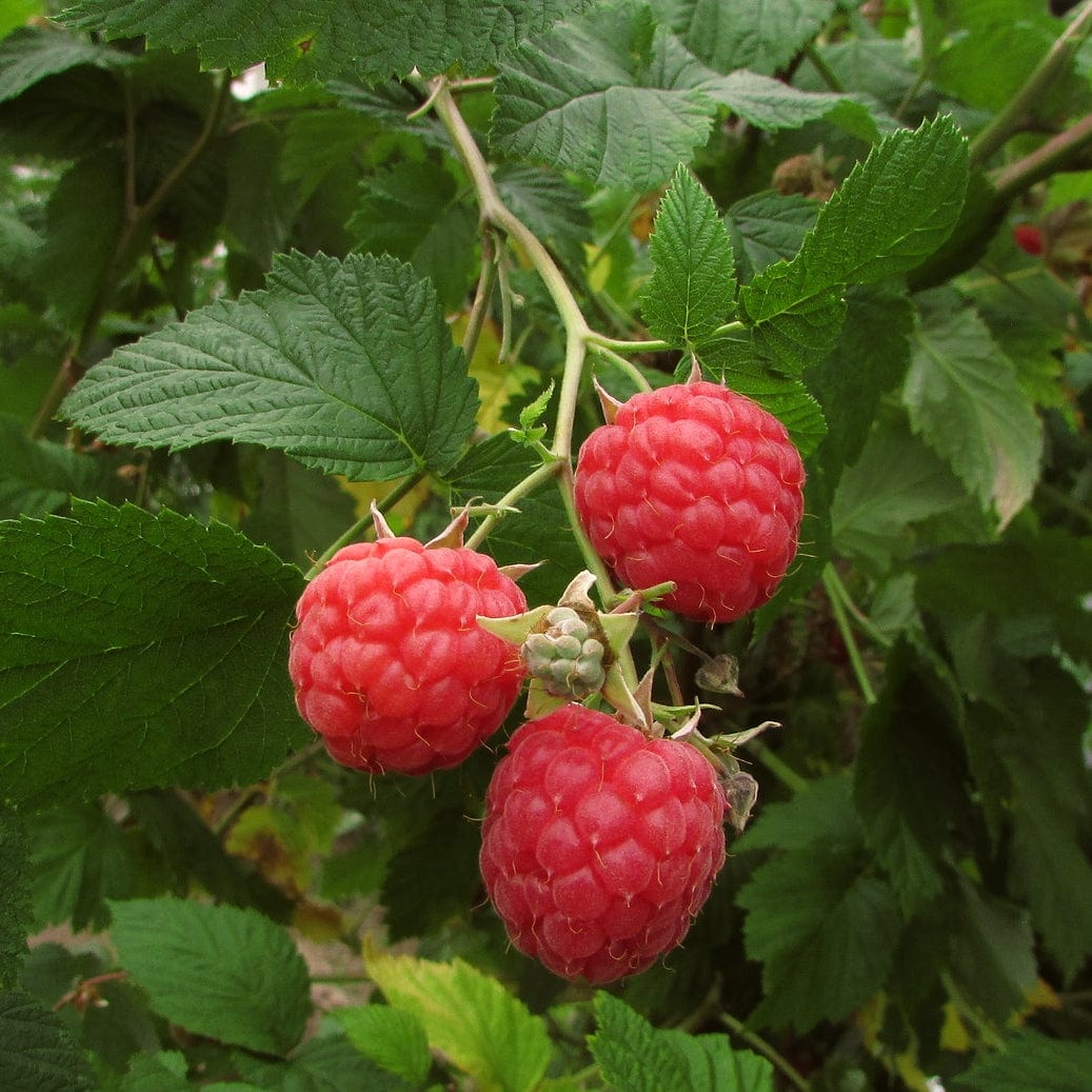 'Autumn Bliss' Raspberry Plants