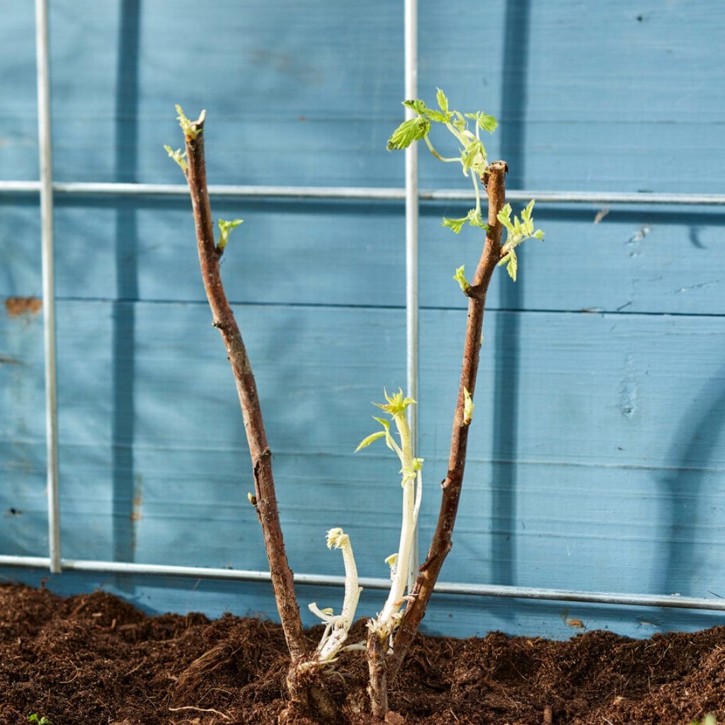 'Autumn Bliss' Raspberry Plants