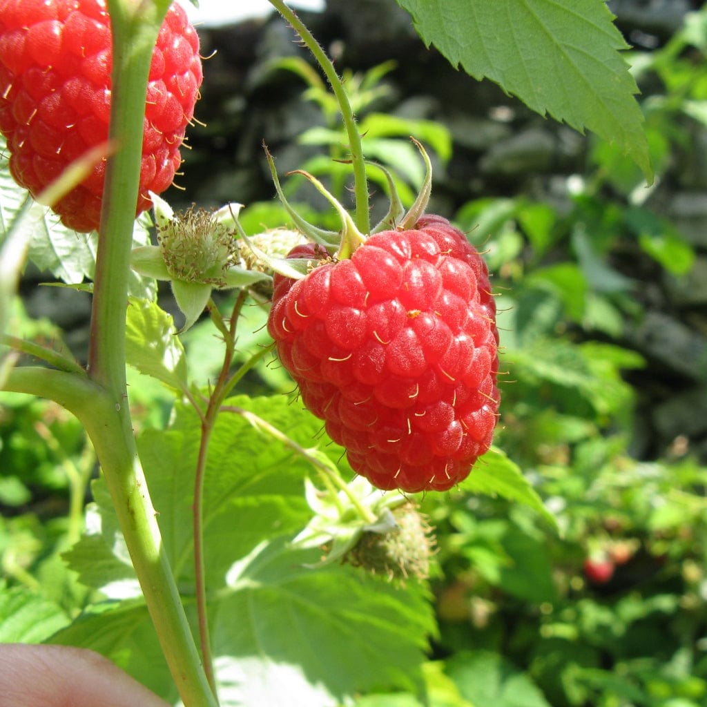 'Autumn Bliss' Raspberry Plants