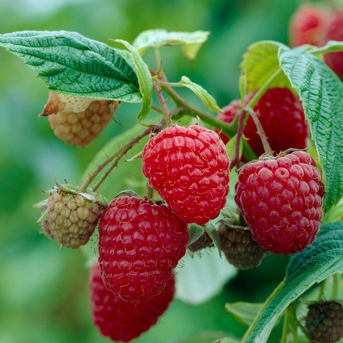 'Autumn Bliss' Raspberry Plants
