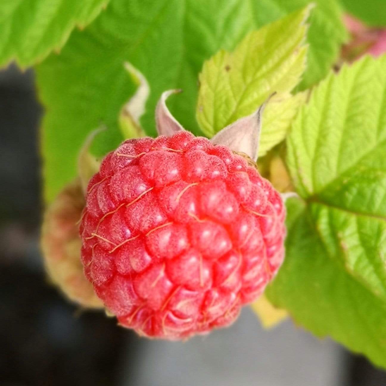 Growers' Choice