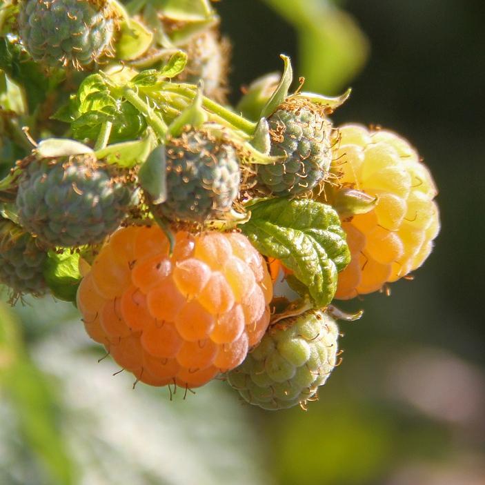'All Gold' Raspberry Plants